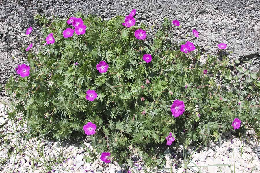 Geranium sanguineum